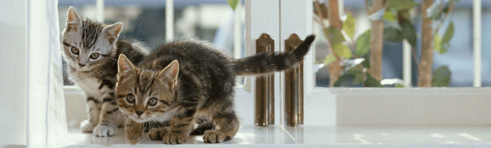 All Critters Pet Hospital
