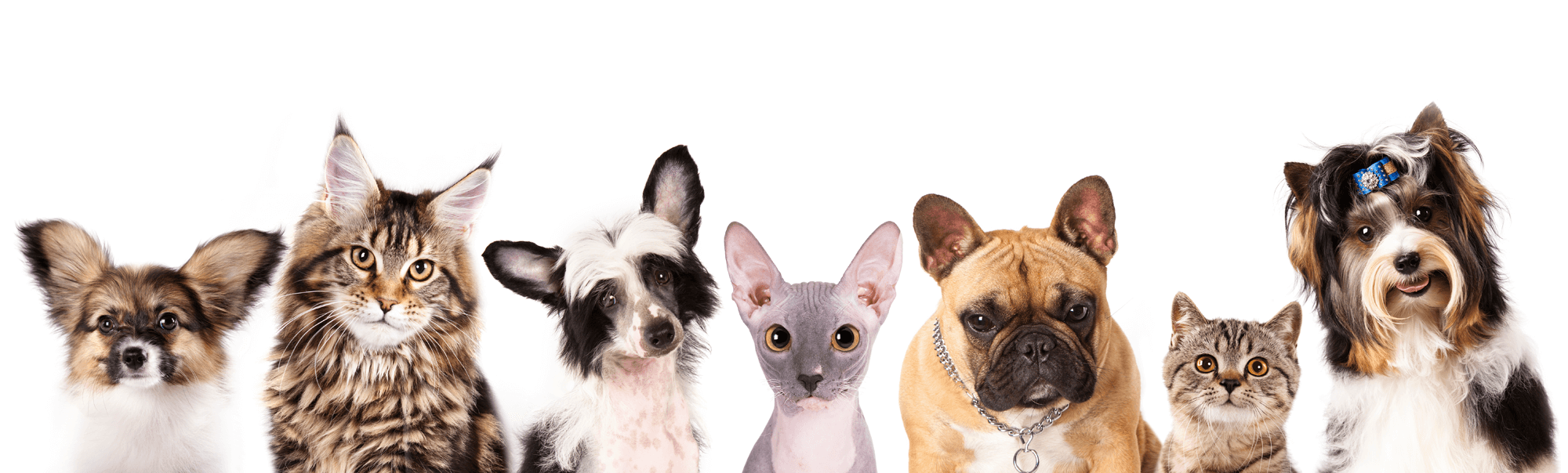 All Critters Pet Hospital