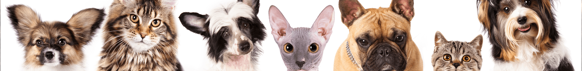 All Critters Pet Hospital