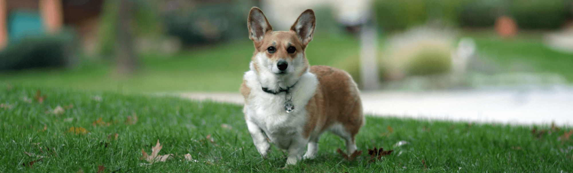 All Critters Pet Hospital