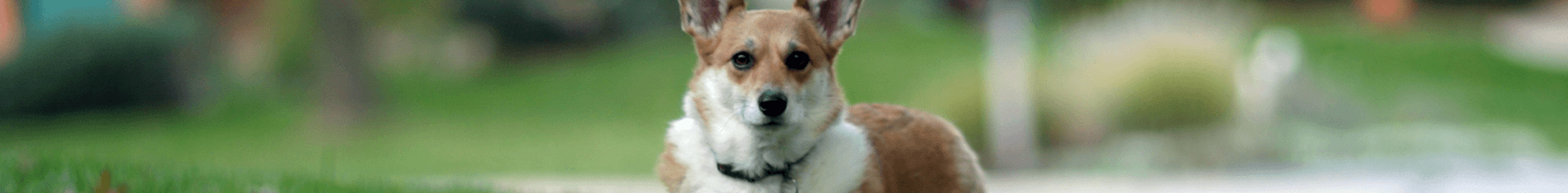All Critters Pet Hospital
