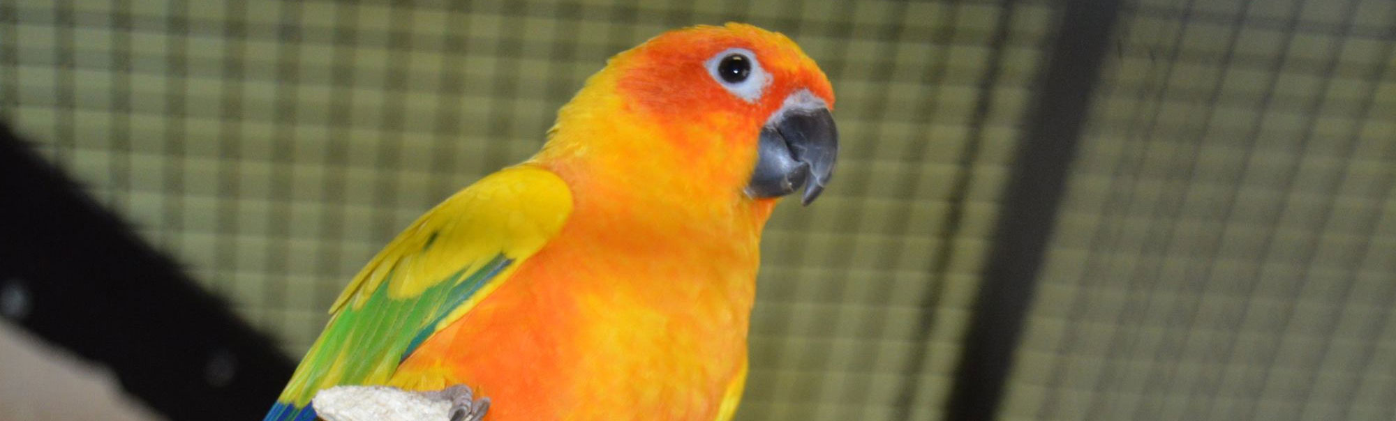 All Critters Pet Hospital